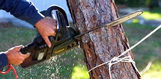 Best Tree Cabling and Bracing  in Bodfish, CA