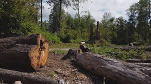 Best Storm Damage Tree Cleanup  in Bodfish, CA