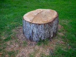 Reliable Bodfish, CA Tree Care Solutions