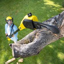 Best Lawn Dethatching  in Bodfish, CA
