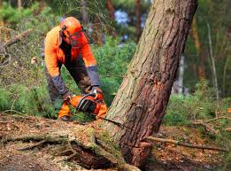 Best Hazardous Tree Removal  in Bodfish, CA