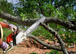 Best Tree Maintenance Programs  in Bodfish, CA