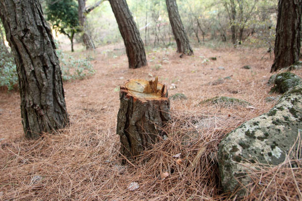 Best Emergency Tree Removal  in Bodfish, CA