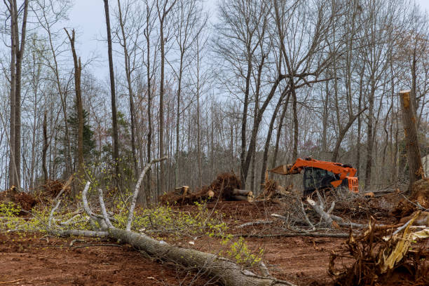 Best Tree Preservation Services  in Bodfish, CA