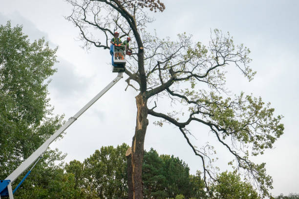Best Leaf Removal  in Bodfish, CA