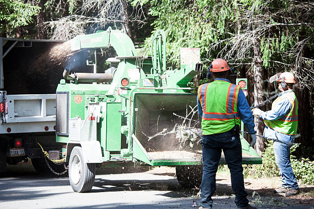 How Our Tree Care Process Works  in  Bodfish, CA