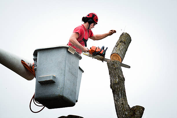 Best Tree Risk Assessment  in Bodfish, CA