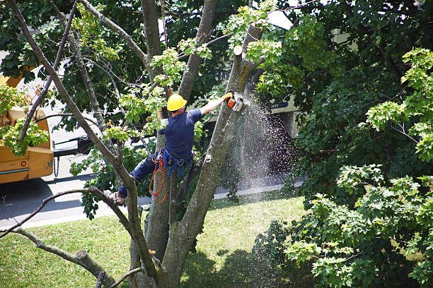 Best Tree Trimming and Pruning  in Bodfish, CA