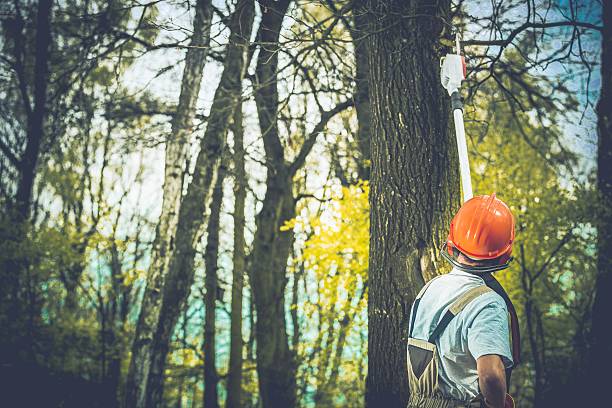 Best Soil Testing and Treatment  in Bodfish, CA