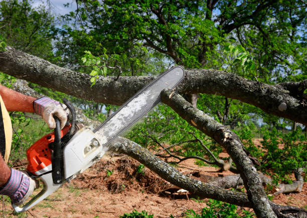 Best Utility Line Clearance  in Bodfish, CA